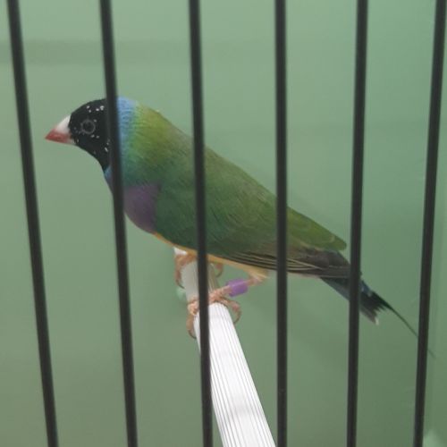 Diamant de gould #6