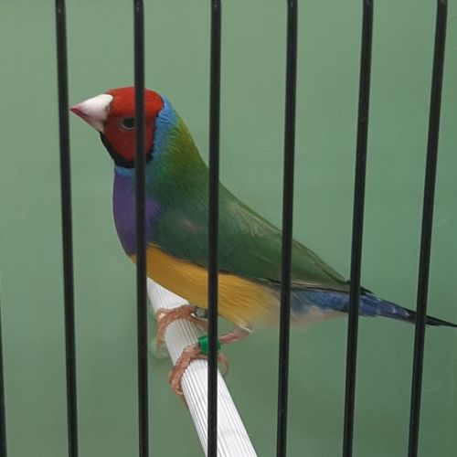 Diamant de gould #0