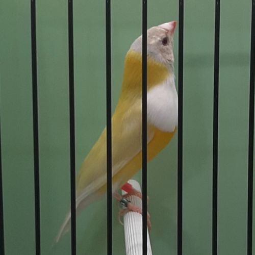 Diamant de gould #8