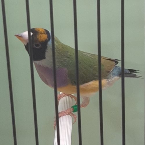 Diamant de gould #9