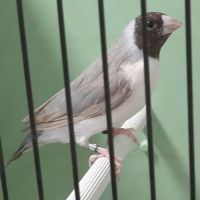 Diamant de gould #2