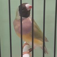 Diamant de gould #5