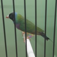 Diamant de gould #6