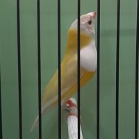 Diamant de gould #8