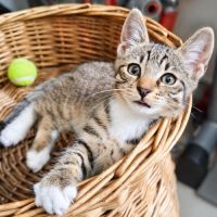 Chaton cartoon #2