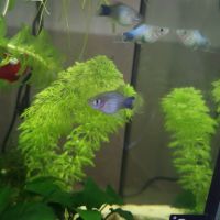 2 femelles et 1 mâle platy #1