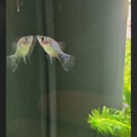 2 femelles et 1 mâle platy