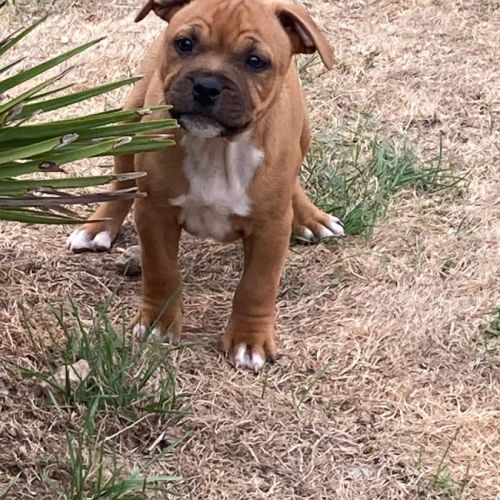 Chiots staffie lof