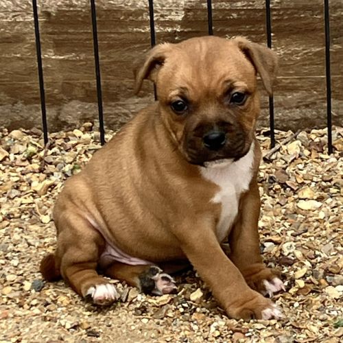 Chiots staffie lof