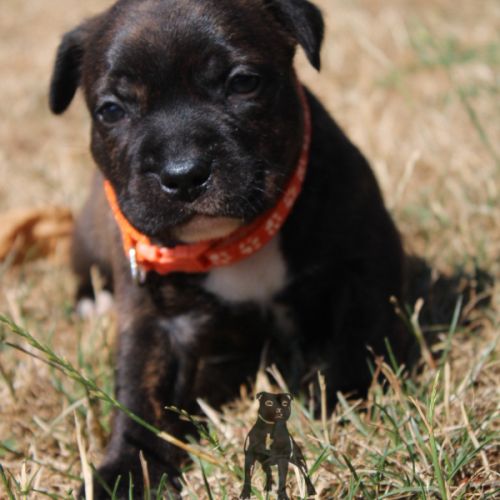 Chiots staffie lof #2