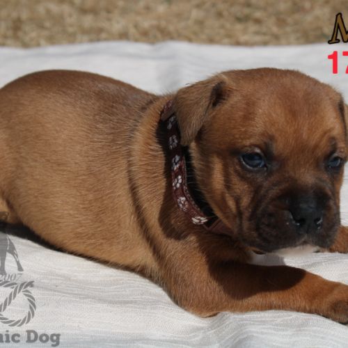 Chiots staffie lof #3