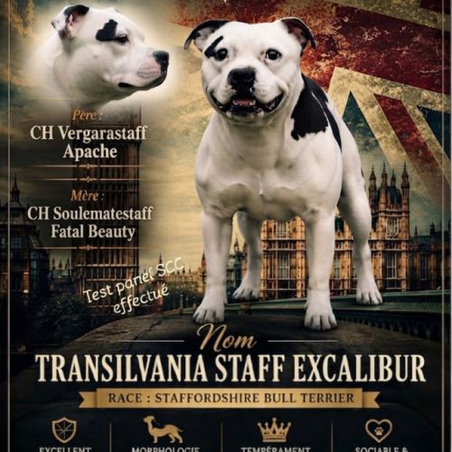 Chiots staffie lof #4