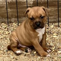 Chiots staffie lof