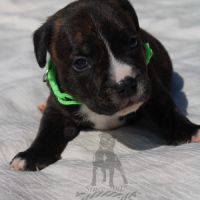Chiots staffie lof