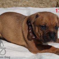 Chiots staffie lof #3