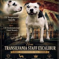Chiots staffie lof #4