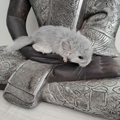 Chinchilla blue diamond rpa #0