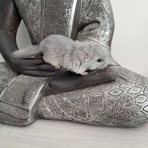 Chinchilla blue diamond rpa #3