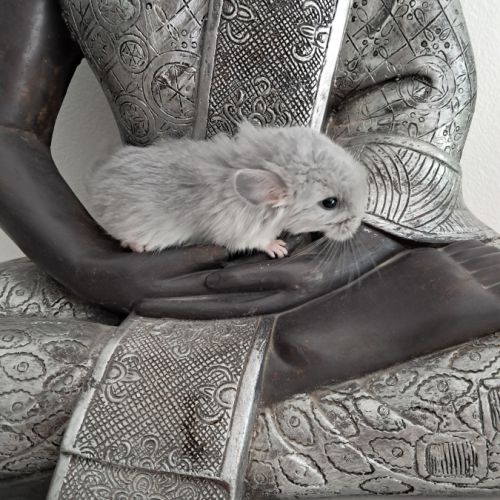 Chinchilla blue diamond rpa #4