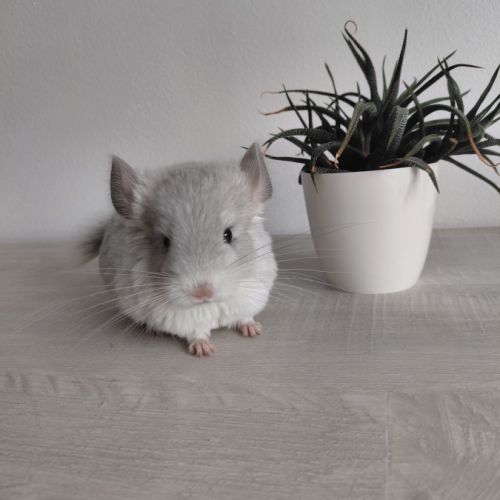 Chinchilla blue diamond