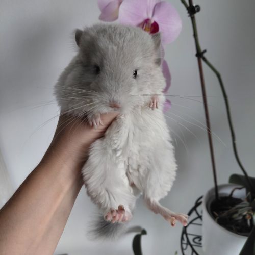 Chinchilla blue diamond #4