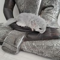 Chinchilla blue diamond rpa