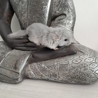 Chinchilla blue diamond rpa #3