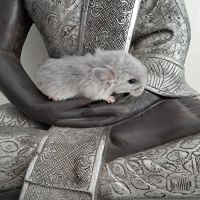 Chinchilla blue diamond rpa #4