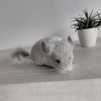Chinchilla blue diamond #1