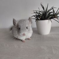 Chinchilla blue diamond #0
