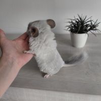 Chinchilla blue diamond #3
