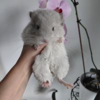Chinchilla blue diamond #4