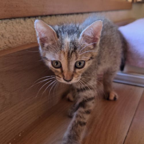 Adorable chaton femelle #1
