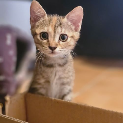 Adorable chaton femelle #2