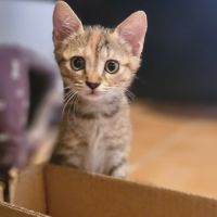 Adorable chaton femelle #2