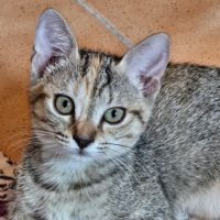 Adorable chaton femelle