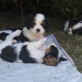 8 adorables bébés cavaliers king charles #0