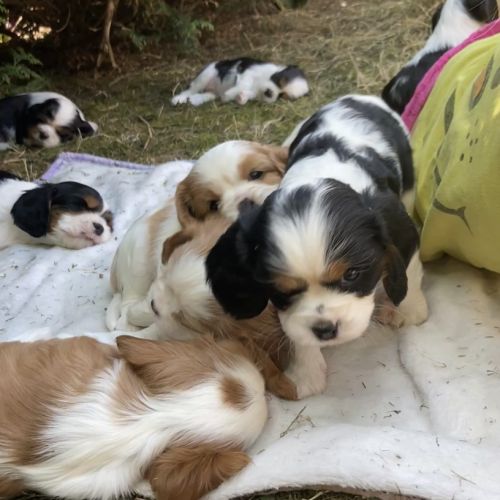 8 adorables bébés cavaliers king charles #3