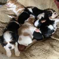 8 adorables bébés cavaliers king charles #1