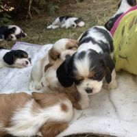 8 adorables bébés cavaliers king charles #3