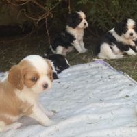 8 adorables bébés cavaliers king charles #4