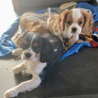 3 adorables bébés cavaliers king charles