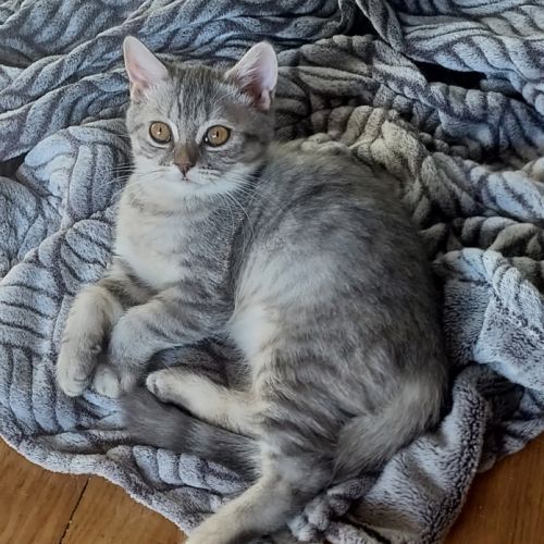 Adorable chatonne