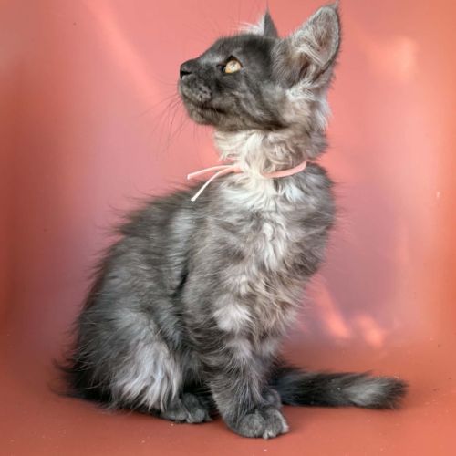 Chatons maine coon loof #1
