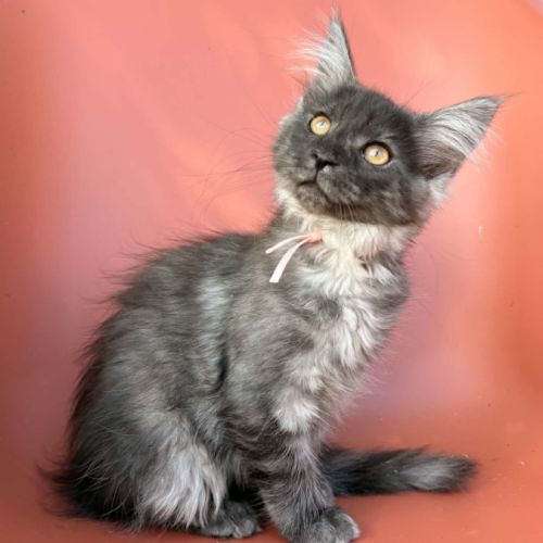 Chatons maine coon loof