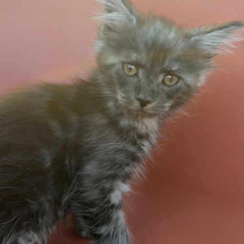 Chatons maine coon loof #1