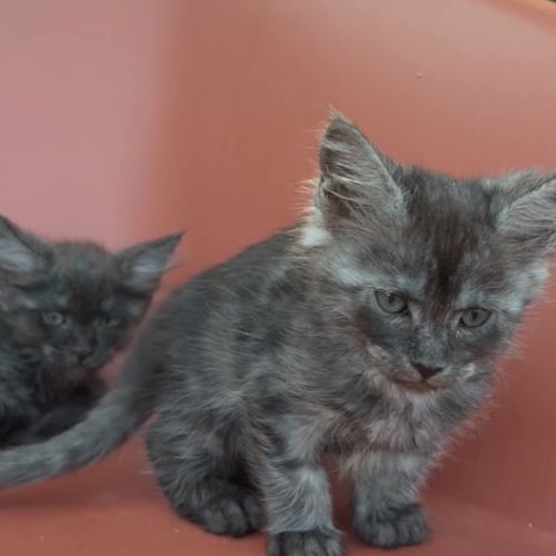 Chatons maine coon loof #3