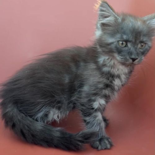 Chatons maine coon loof #5