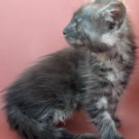 Chatons maine coon loof #2