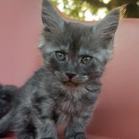 Chatons maine coon loof